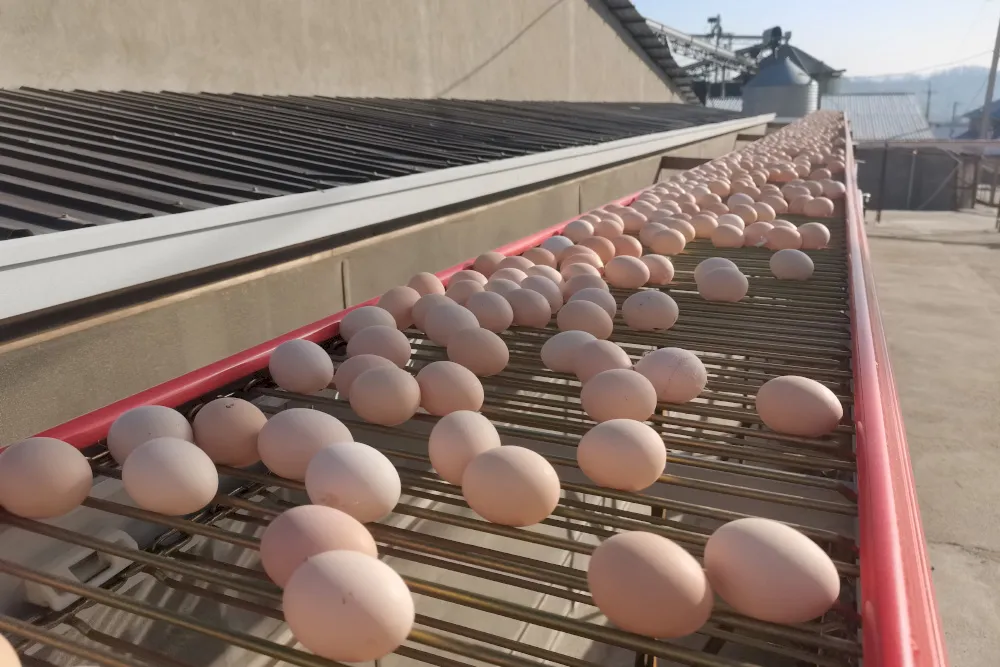 How to Extend the Service Life of Your Egg Conveyor at the Poultry Farm