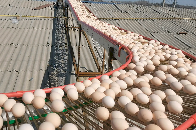 Why Use Egg Conveyor System in Poultry Farms